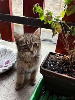 🐾 Dve zachránené mačičky hľadajú spoločný domov 🐾 - 2