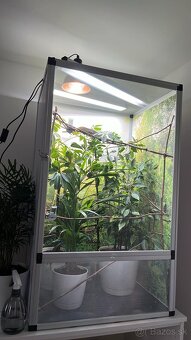 Predám komplet zariadené terárium aj s chameleonom - 2