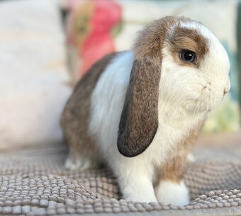 Minilop mláďatká - modrooká samička s VP - 2