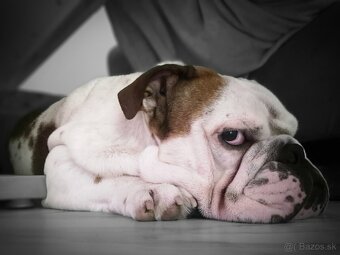 Anglicky buldog krytie - 2