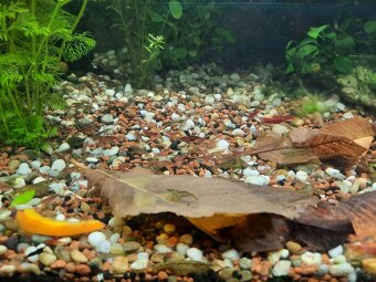 Krevetky+Vallisneria rastliny - 2