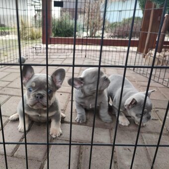 Francuzsky buldoček - 2