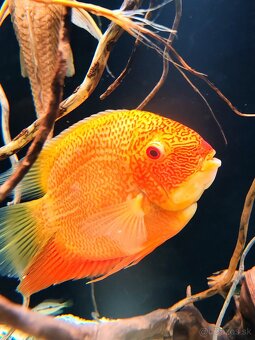 ‼️Heros super Red spotted ‼️ - 2