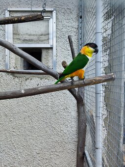 Amazonik čiernotemenný - 2