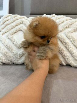 Pomeranian mini - 2