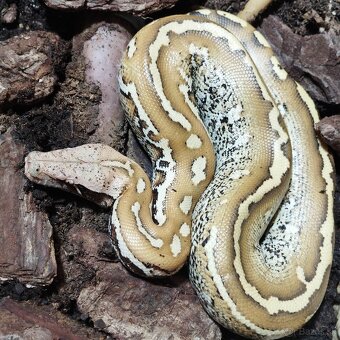 Python brongersmai - 2