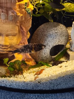 Cichlidy cca 9 cm - 2