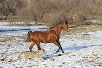 Pripúšťanie arabský plnokrvník - 2