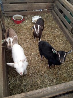 Kozliatka capkovia - 2