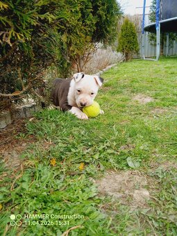 Americký Staforčírsky teriér , Amstaff - 2