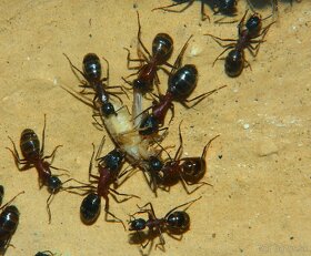Kolónia mravcov rodu Camponotus - 2