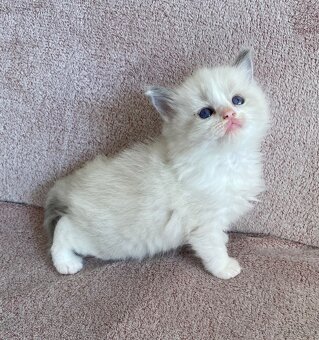 Ragdoll - 2
