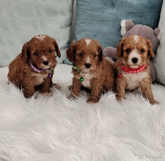 Cavapoo - 2