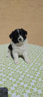 Šteniatka Borderskej Kolie - 2