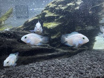 🐠 Mladé cichlidy Vieja / Paraneetroplus 🐠 - 2