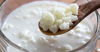 Predám mliecne hubky / kefírove zrná - 2