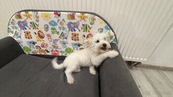 Predaj: Fenka maltezáka, 4 mesiace - 2