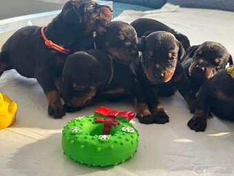 Dobermann - 2