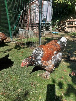 Brahmanka velka porcelanova, Orpingtonka - 2