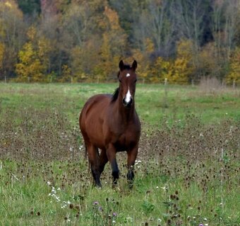 2,5 ročná Quarter Horse kobylka - 2