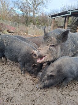 Vietnamské prasiatka - 2