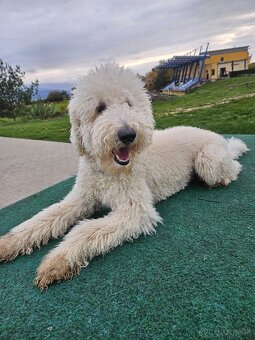 Labradoodle na krytie - 2