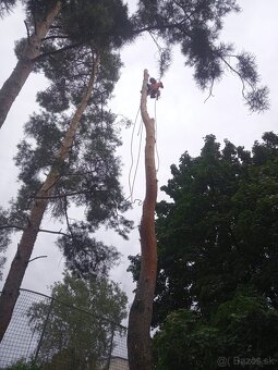 Rizikové pílenie stromov - 2