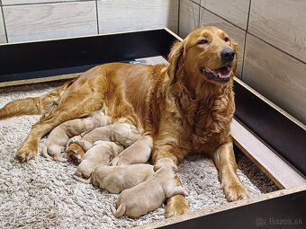 Zlatý retriever - 2