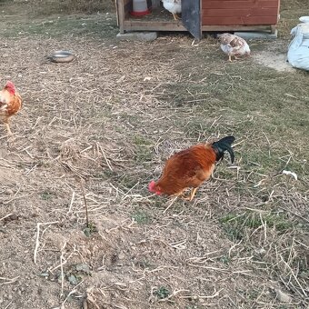 Predám kohútov - 2