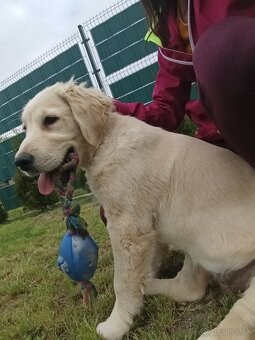 Zlatý retriever - 2