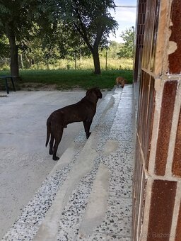 3 ročný čistokrvný Cane Corso - 2