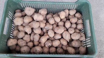 Kŕmne zemiaky - 27 kg za 8 Eur
- 2