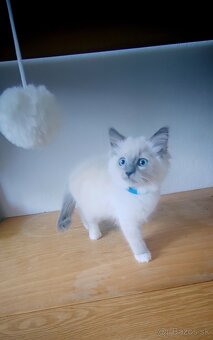 Predám Ragdoll - 2