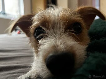 jack russell - 2