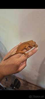 Pagekon riasnatý ( Correlophus ciliatus) - 2