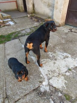 Šteniatko rotvajlera - 2