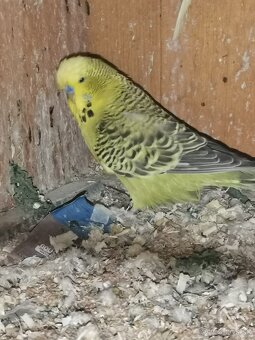 Výstavné Andulky - 2