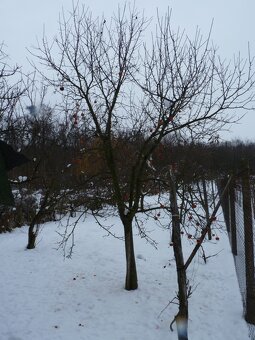 Predaj, pozemok, Podhájska - 2