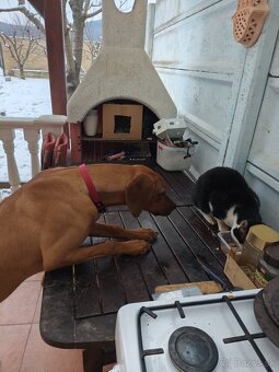 Rhodesian ridgeback - 2