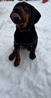 Slovenský kopov s PP - 2