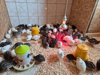 Japonske prepelice - 2