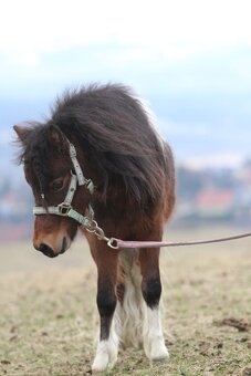 Belgický miniatúrny poník - 2