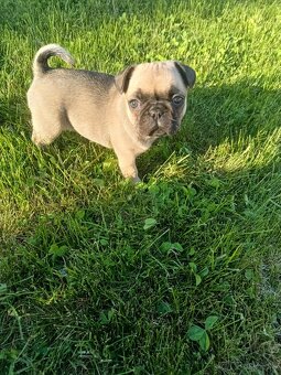 Šteniatka mops X francúzsky buldog - 2