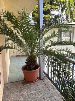 Palma - 2