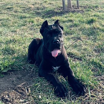 Pes Cane corso na krytie - Elthario - 2