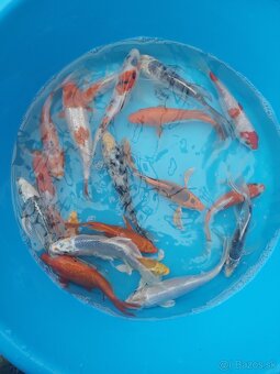 Koi kapre - 2