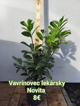 vavrínovec, červienka, cyprusovec, živý plot - 2