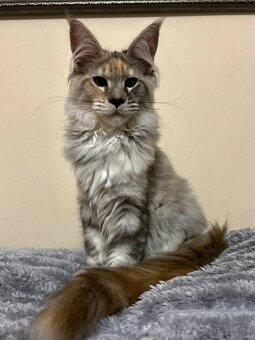 Maine Coon mačiatko – dievčatko, polydakt, farba fs22 (želvo - 2