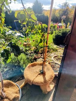 Predám Broskyňa , Marhuľa , Jabloň , Slivka , Hruška, Višňa. - 2