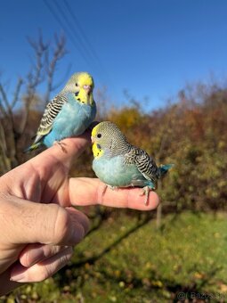 Andulky mlada Maznačik - 2